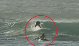 Video: Du khách đang lướt sóng bị cá heo nhảy trúng người